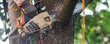 Best Emergency Tree Removal  in Wind Gap, PA