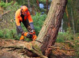 Best Leaf Removal  in Wind Gap, PA