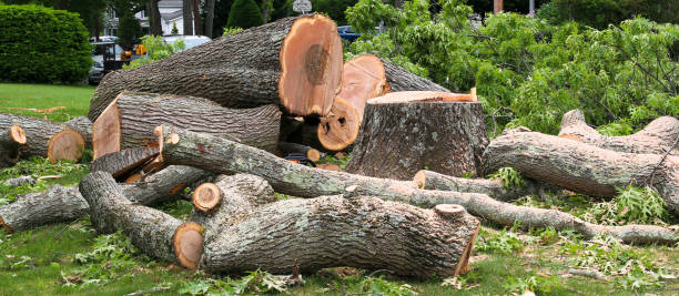 Best Tree Risk Assessment  in Wind Gap, PA