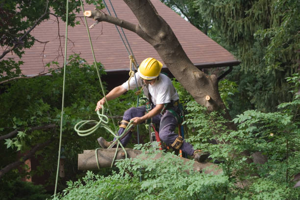 Best Seasonal Cleanup (Spring/Fall)  in Wind Gap, PA