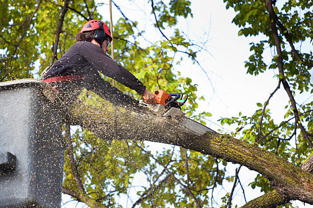 Best Tree Trimming and Pruning  in Wind Gap, PA