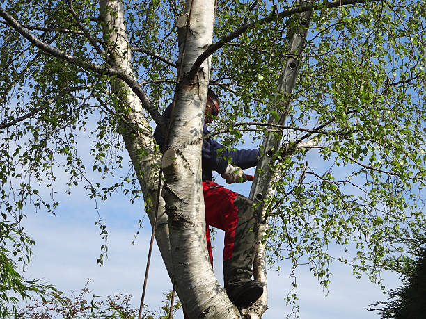 Best Arborist Consultation Services  in Wind Gap, PA