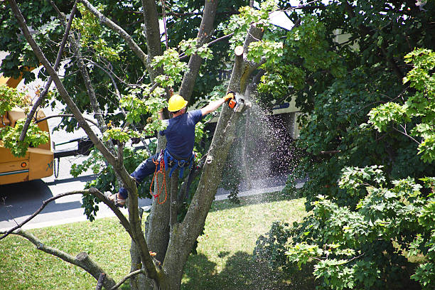 Best Tree Removal  in Wind Gap, PA