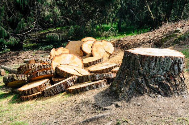 Best Tree Maintenance Programs  in Wind Gap, PA